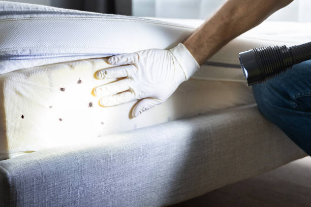 Best Mosquito Control Services  in Lancaster, SC